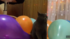 音乐短片 - Коты бояться шариков