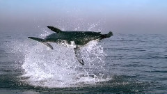 音乐短片 - Planet Earth The Great White Killer