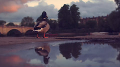 音乐短片 - The Duck Whisperer