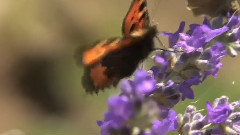 音乐短片 - Amazing Nature Summer