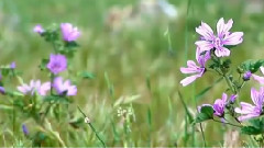 音乐短片 - Animate nature of Crimea Relaxation