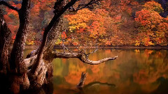 音乐短片 - Memory Of Spring