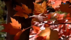 音乐短片 - Autumn Leaves