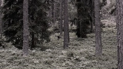 音乐短片 - Ylva & Linda