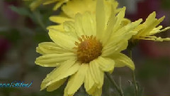 音乐短片 - Feelings