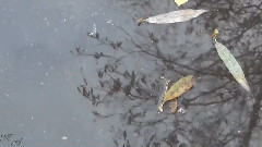 音乐短片 - 黑色华尔兹