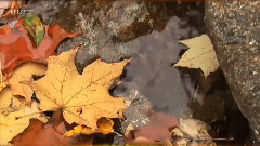 音乐短片 - Я буду помнить