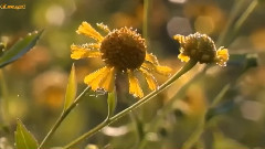 音乐短片 - 初相遇