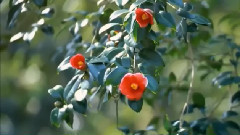 音乐短片 - 前缘