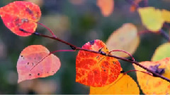 音乐短片 - 成熟