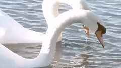 音乐短片 - 如歌的行板