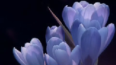 音乐短片 - 爱你