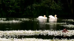 音乐短片 - 如果