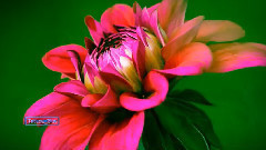 音乐短片 - 尘缘