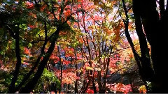 音乐短片 - 送别