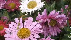 音乐短片 - 七里香