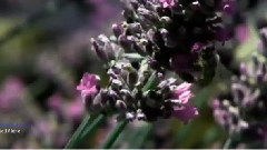 音乐短片 - 一棵开花的树