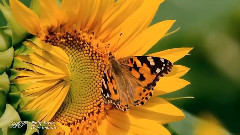 音乐短片 - 禅意之一