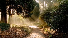 音乐短片 - 禅意之二