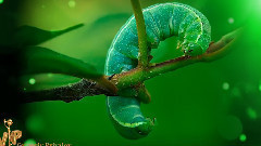 音乐短片 - Bright Colors -Green