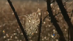 音乐短片 - 年轻的夜