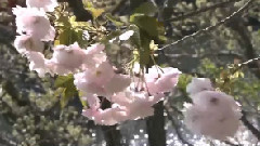 音乐短片 - 美丽的心情