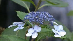 音乐短片 - 十六岁的花季