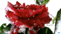 音乐短片 - Красивое видео. Дыхание зимы. Цветы и снег