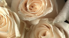 音乐短片 - Angel Angel