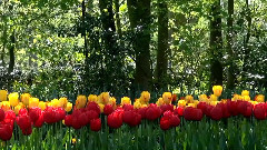 音乐短片 - Радовать Анатолий Днепров