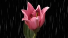 音乐短片 - ВАЛЬС ЦВЕТОВ ПОД ШУМ ДОЖДЯ