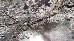 音乐短片 - 東京•新宿御苑の満開の桜 東京観光 日本の桜