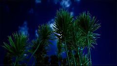 音乐短片 - 昨夜星辰