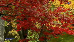 音乐短片 - Goodbye Autumn