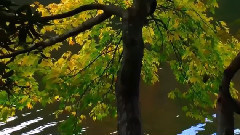 音乐短片 - 幕落的原因