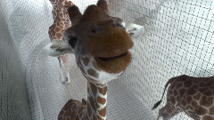 音乐短片 - 5m80 Extrait