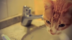 音乐短片 - Breton'S Guide To Life