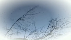 音乐短片 - Tales Of Men And Trees