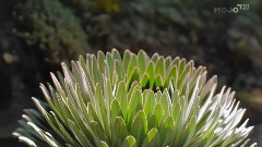 音乐短片 - 火后浴生的足迹