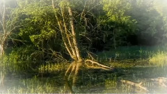 音乐短片 - 茉莉花(琵琶弹奏)