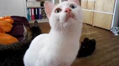 音乐短片 - Milla,the Alien Cat