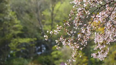 音乐短片 - 吉野山の山桜と修験道 吉野観光 日本の桜