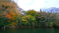 音乐短片 - 箱根•芦ノ湖の紅葉 日本の紅葉