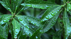 音乐短片 - Angels Will Watch Over You