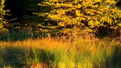 音乐短片 - Autumn Breeze