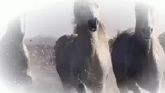 音乐短片 - 美丽骏马