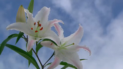 音乐短片 - 粉红色的旋舞 (春)