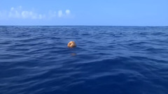 音乐短片 - Seagull