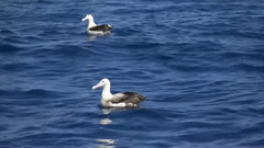 音乐短片 - I Will Stand By You