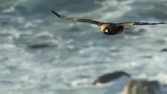 音乐短片 - Secret Of Sound (Album Version)